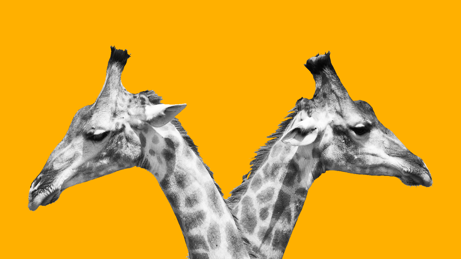 two giraffe heads on a yellow background