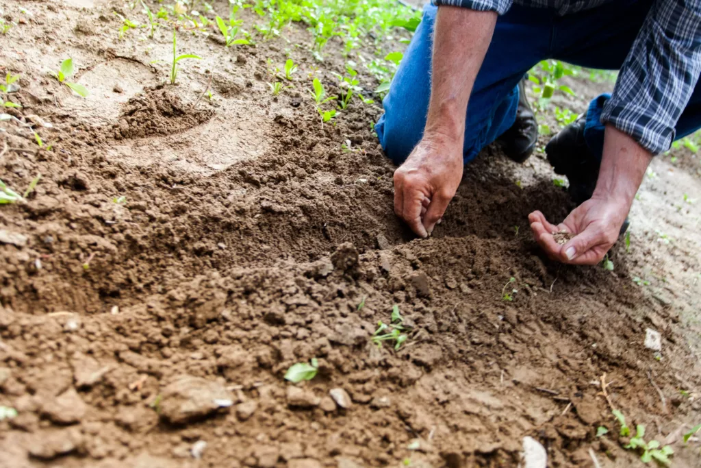 a person planting seeds in the ground